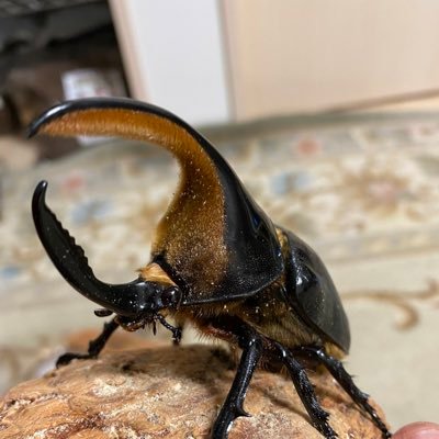 北海道札幌市在住。メガソマメインに飼育しています。マルス・ヤヌス・レックス・ギアス(ルンバッシャー)・エレファス無言フォロー大歓迎です。