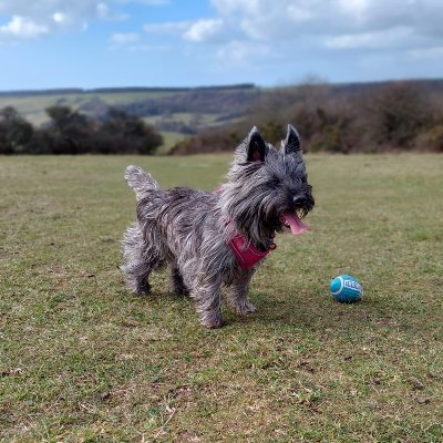 Proud member of the Guardian-reading, liberal, tofu-eating remoaning anti-tory wokerati, a rebel without a clue. Flora is a Cairn terrier.