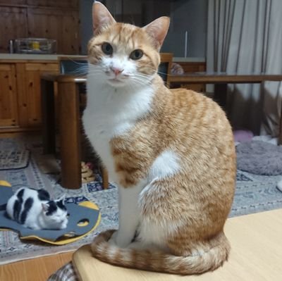 捨て猫や迷い猫を引き取り11匹になりました。かけがえのない家族の猫たちの記録を兼ねてアカ作りました。かわいい姿で癒やしになれば幸いです。歳の順で、こう、きなこ、あんこ、りん、きい、びび、だだ、でぃーの、しぇりー、ぴーと、ぼぎー。https://t.co/95To1LHrF2