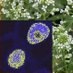 European Workshop on Plant Chromatin (@_ewpc_) Twitter profile photo