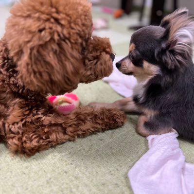 ペットショップで1匹元気がなく売れ残っていたトイプードルの空くん。この子を幸せにすると覚悟して家に連れて帰るが、そこに待っていたのは【分離不安症】という病気でした。 家族全員で一緒に向き合う日常の動画です。無言フォローすみません🙏