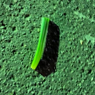 e_musyo's profile picture. 牛寺扌最アカウント。気ままに絵を描く。正式名称はﾑｼｮ。ネギです(🥒)。