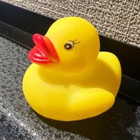 さくら (@sakura_squirrel) 's Twitter Profile