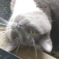 serella (@lil_suga_kitty) 's Twitter Profile