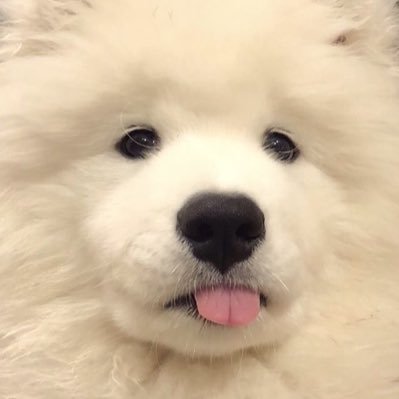 tarobabubabu's profile picture. 