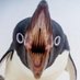 Weird fucking bird👾🇵🇱 (@halfbirdman) Twitter profile photo Weird fucking bird👾🇵🇱 (@halfbirdman) Twitter profile photo