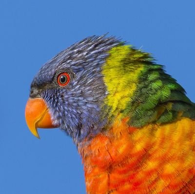 Evyde_kaede's profile picture. ITF.24