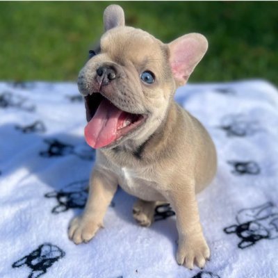 We are a dedicated family who has raised top quality French bulldog for over a decade now and have always strived to raise the best quality frenchies possible