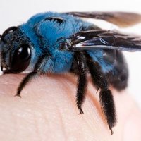 Blue Bee(@GardenTreena) 's Twitter Profile Photo