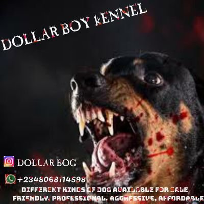 Dollar boy Kennel is here for ur pets all kinds of dogs breeding is available for new home hit me up 08068114598