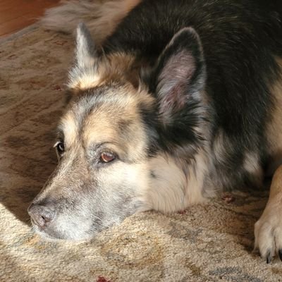 bincarosky's profile picture. 