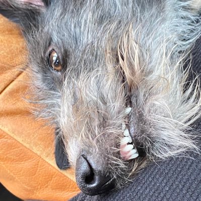 nickdogpunk's profile picture. Mad dog lady