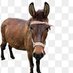 Clippety Clop 🇺🇸 (@blueyodeler9) Twitter profile photo