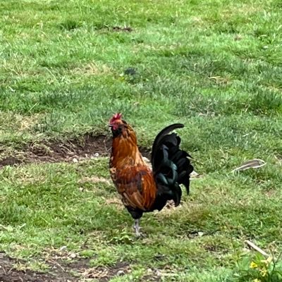 BlueEggBetty's profile picture. Conservative business woman living in a blue state…Send help