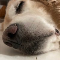 もも (@momotyann0911) 's Twitter Profile Photo