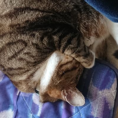 clutch58's profile picture. 🟠猫好き日本大好き🎌
日本の文化や伝統を護り続けたい🔥
反グローバリズムの愛国心を持つ議員さんを応援する参政党一般党員です！
日本人の子供達が夢や希望を持って生きられる日本にしたい！
ゆる無添加生活、免疫力アップに努めてます
情報収集メインたまに呟き
同じ価値観の人と話したい！
天安門事件