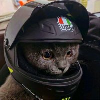 小猪猎人 (@xzlrah) 's Twitter Profile Photo
