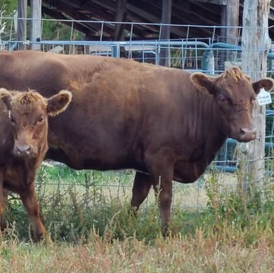 Sm homestead growing veggies,rasing registered Dexter cattle🐂 🐷 🐔 🐰