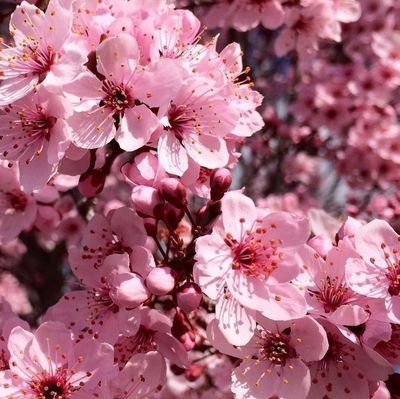 저는 꽃🌺🌹과 자연을 좋아합니다.
私も動物、特に猫🐈⬛🐈⬛と犬🐕🐕が好きです。あなたの美しい投稿を見守るためにあなたをフォローします。