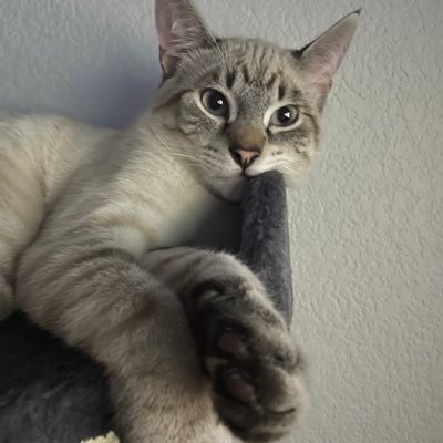 lodivtr's profile picture. l’amour du risque.