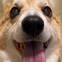 ももぞー (@momozo_dogs) Twitter profile photo