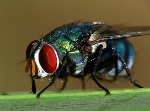 just a common fly, I go wherever the day takes me