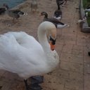 Susan Firth - @FirthSusan - Twitter