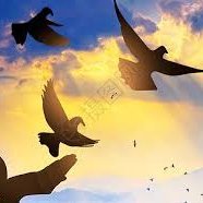 alzaem550's profile picture. FLY!