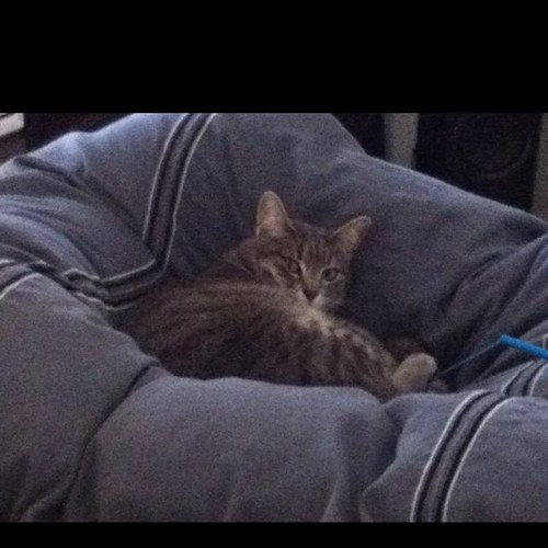 PulySAU's profile picture. 