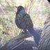 oisín (@birdingmoisin) Twitter profile photo oisín (@birdingmoisin) Twitter profile photo