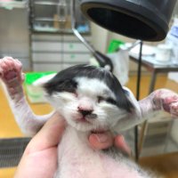チロ (@chiroukamo) 's Twitter Profile
