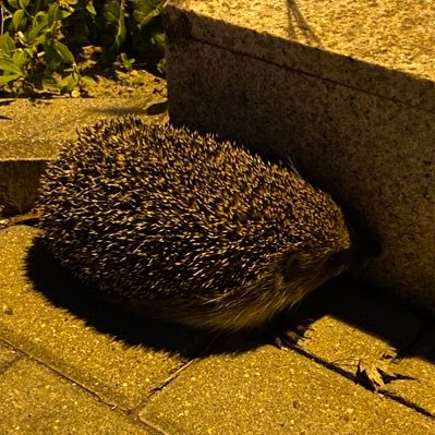 Guanshanwuyue's profile picture. 