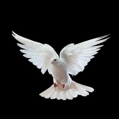 beledgr8's profile picture. 