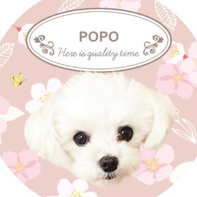 主に2021/4/7🏠来た4歳のマルチーズ、ポポについての投稿。2020/7/20に先代のマルシーズのmix犬柚子が14歳で🌈ペットロスに苦しみ、ポポが🏠にやって来た
