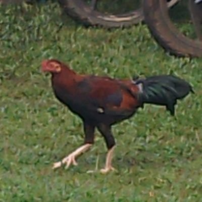 SiapDragon's profile picture. 