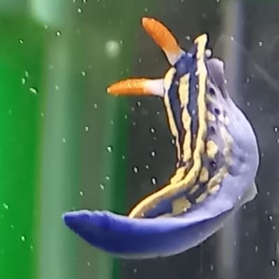 ぅみぅしさんのプロフィール画像
