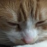 turedure230308's profile picture. 下っ端中年ITエンジニア。勉強用アカウント。無言フォロー失礼します。🙇‍♂️ 所有資格:AWS CLF,SAA,SOA,DVA,SAP/OSS-DB Silvrr