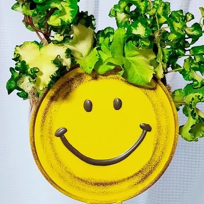 7月から多肉植物と観葉植物を育て始めました🤸　色々教えてください🙌🏻