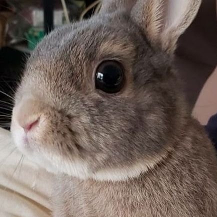 jyaritoparu6632's profile picture. はいじぃさんとジャルジャルさんとウサギ好き🐰