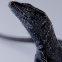 Ferran de la Cruz (@delacruzferran) 's Twitter Profile