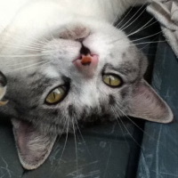 IKKOAI駆動開発 (@eltociear) 's Twitter Profile Photo IKKOAI駆動開発 (@eltociear) 's Twitter Profile Photo