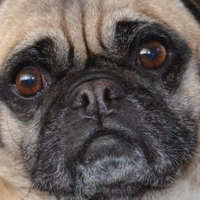 geetweettweets's profile picture. 