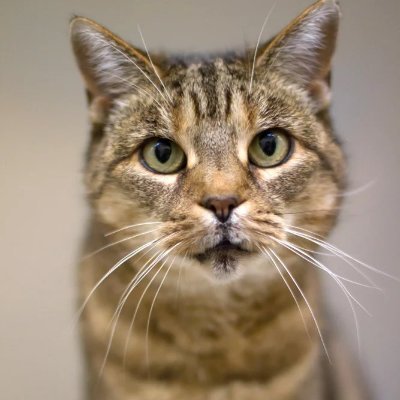 Homes For Cats Profile
