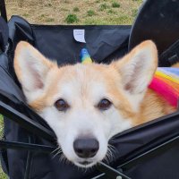 Ares T. Corgi(@Ares_T_Corgi) 's Twitter Profile Photo