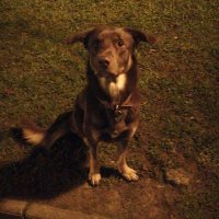 Guisa (@guisamax) 's Twitter Profile