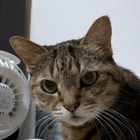 choco (@choco_jun830) 's Twitter Profile