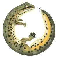 Naturalistes del Montnegre i la Tordera (@nat_mont_) 's Twitter Profile