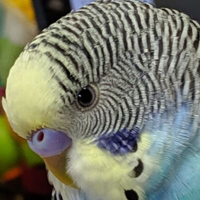 BCL2GNtlBSee2h1's profile picture. 亀有駅近辺で7月の17日午前10時ごろベランダから青いインコが逃げてしまいました。情報をお持ちでしたらDMまでご連絡ください。高橋あおちゃんと自分で鳴きます。あおちゃんと言うと反応します。