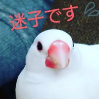 迷い文鳥ラピ🐦捜索中【神奈川県川崎市】(@inoue_nunn) 's Twitter Profile Photo