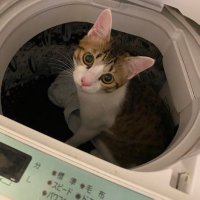 しんまです🐹🦷 (@shimmatter) Twitter profile photo